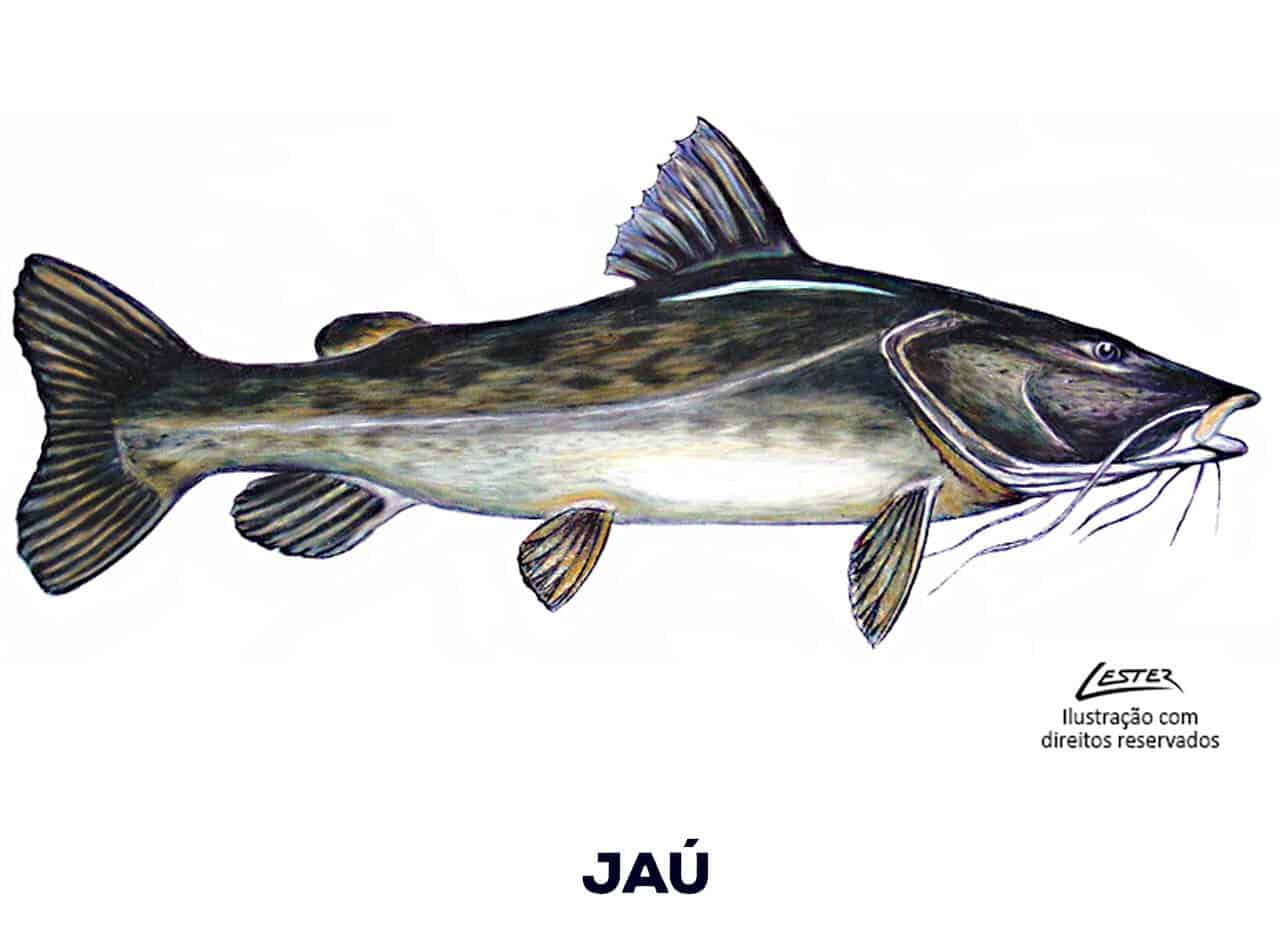 Peixe Jaú: Conheça todas as informações sobre essa espécie